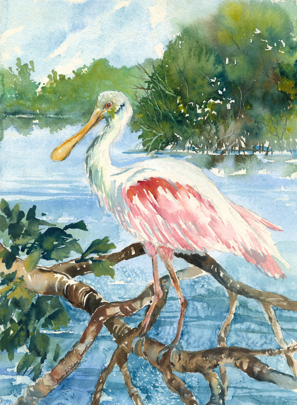 Rosetta Spoonbill Wings Down Fine Art Print