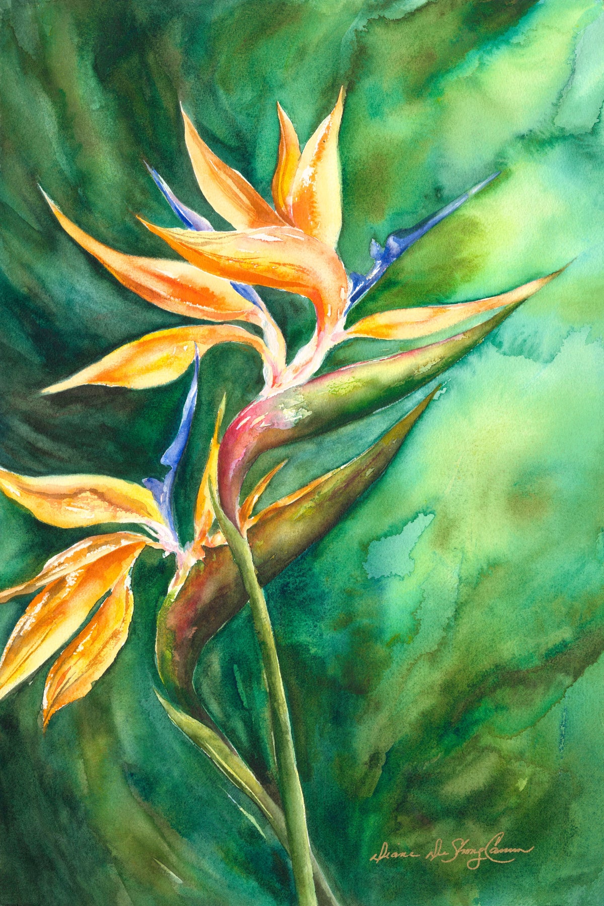 Bird of Paradise Fine Art Print